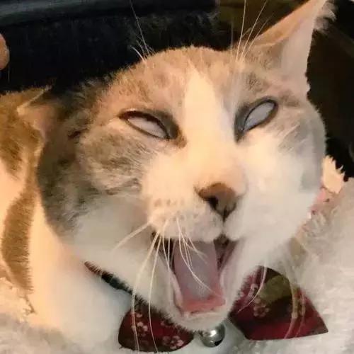 有没有办法让猫咪拉屎不臭,猫咪嘴臭是怎么回事