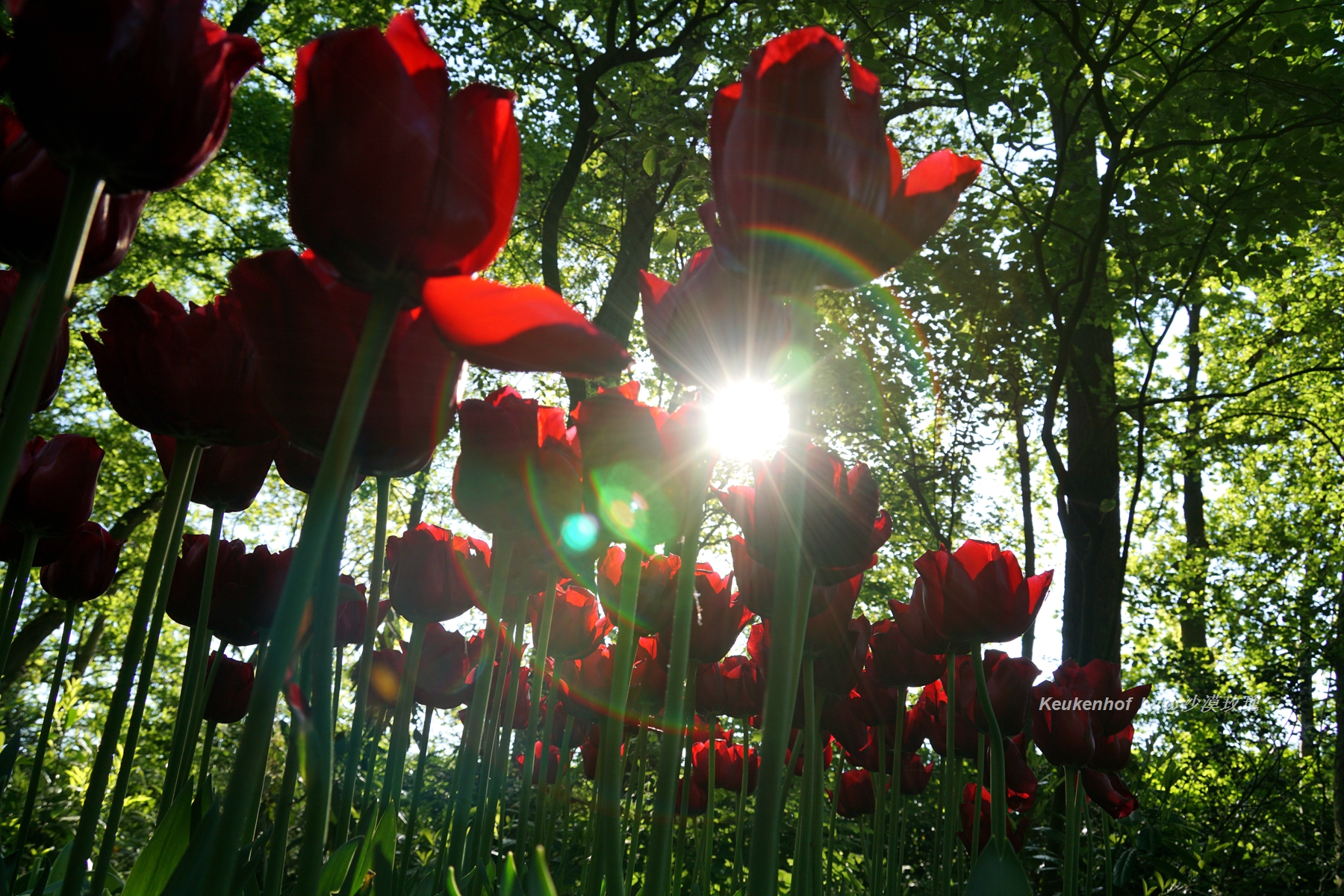 带你观赏荷兰郁金香,荷兰郁金香花海什么时候开