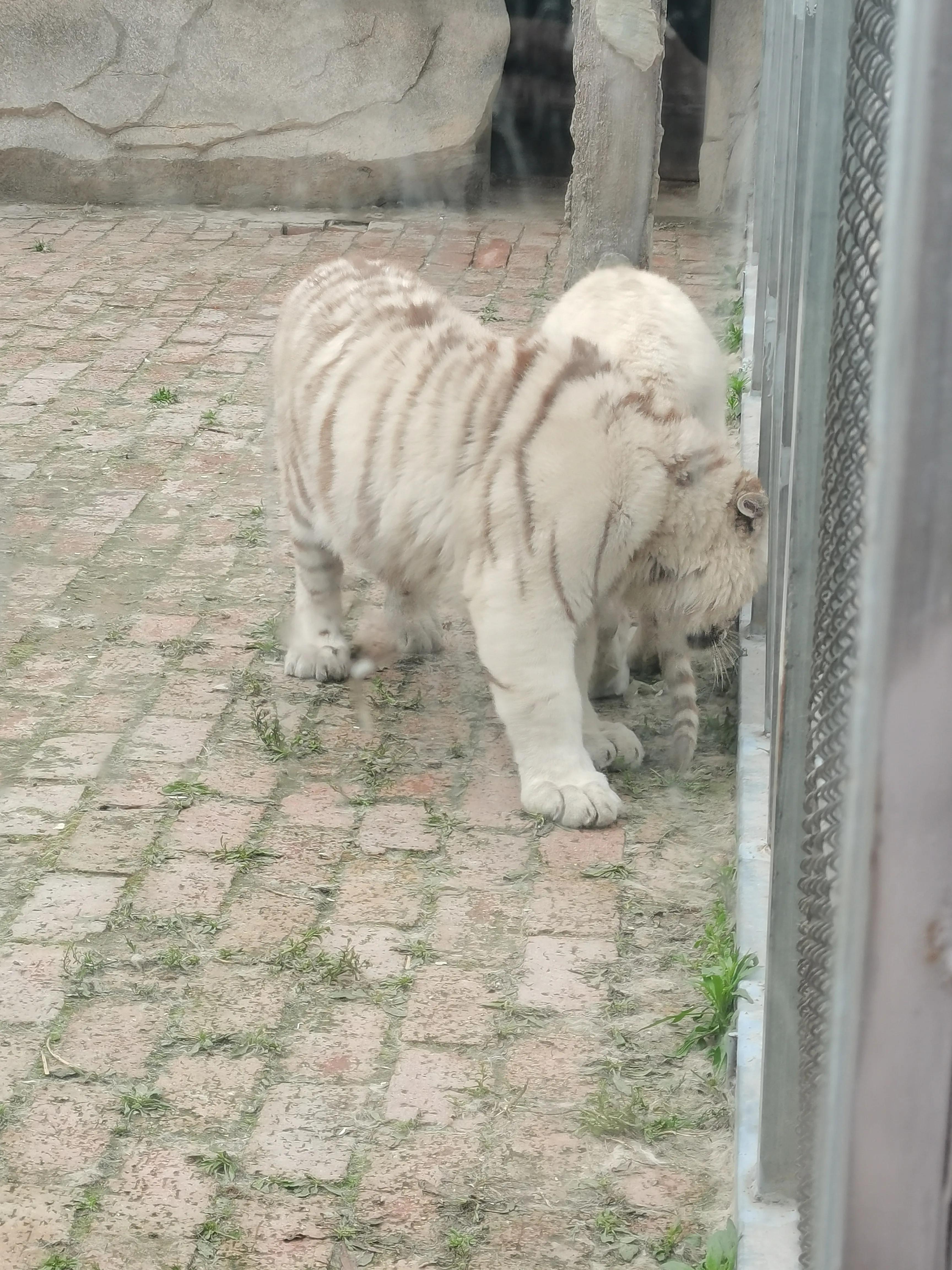 宿州火车站到宿州野生动物园,济南野生动物园和宿州野生动物园