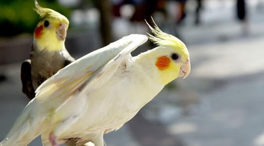 不同宠物花销大盘点原来养它才是真土豪