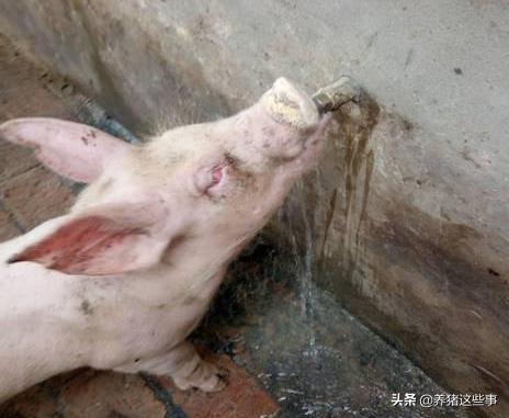 猪结膜炎的防治方法,猪场结膜炎如何治疗