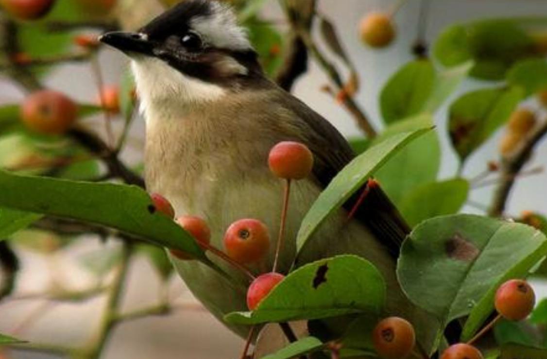 山竹被称为“水果皇后”，养生专家却提醒：以下几种人群不要吃！