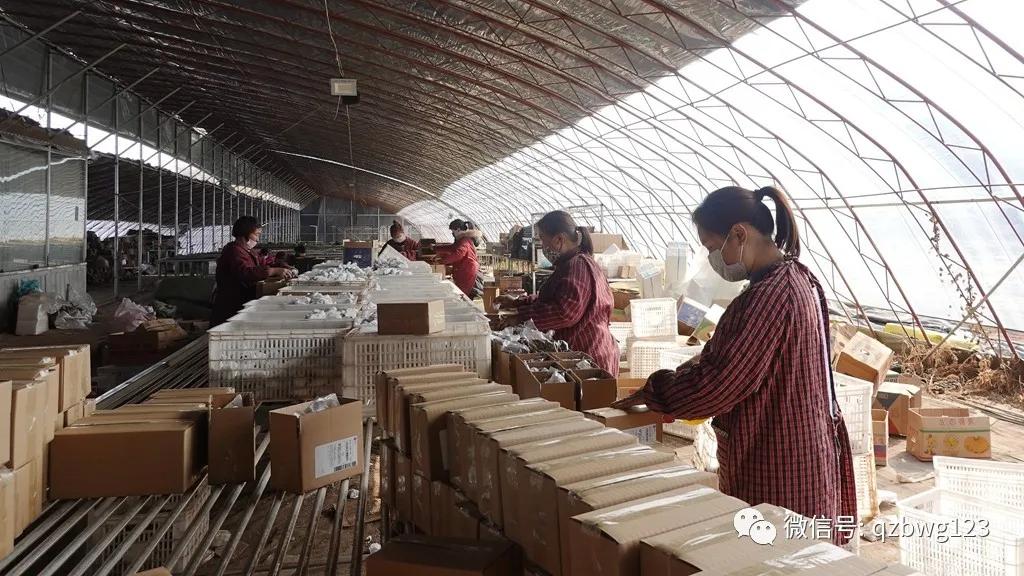 河北曲周多肉植物批发,曲周县西木多肉科技