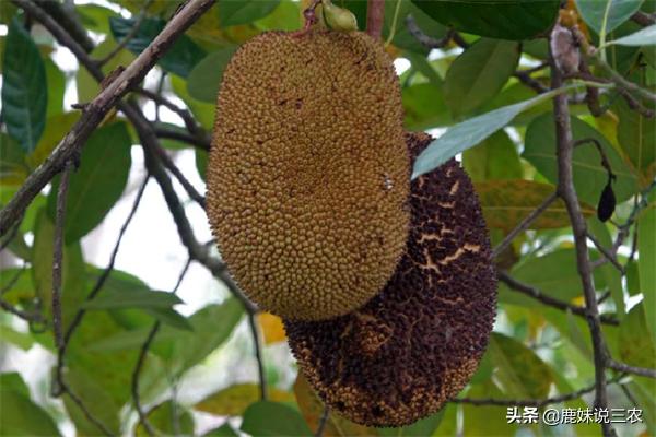 菠萝蜜病害防治,菠萝蜜为什么结果后容易烂掉