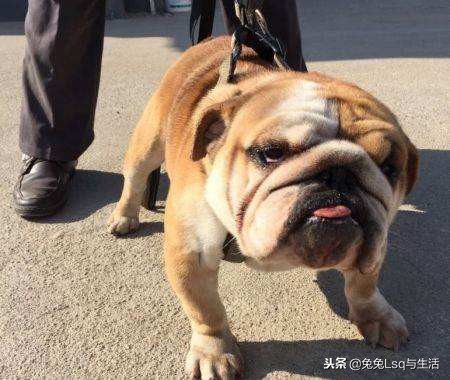 斗牛犬什么品种最厉害,斗牛犬都有什么品种