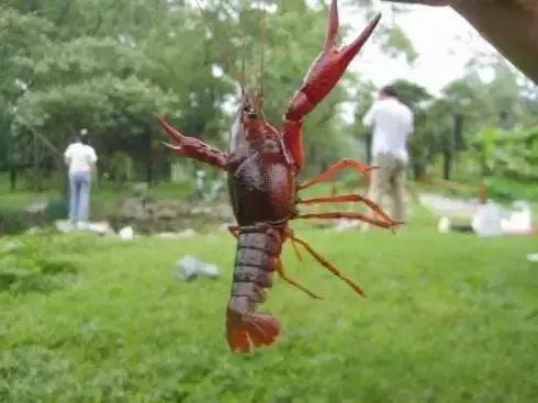 重庆野钓小龙虾哪里最多,重庆小龙虾怎么钓图