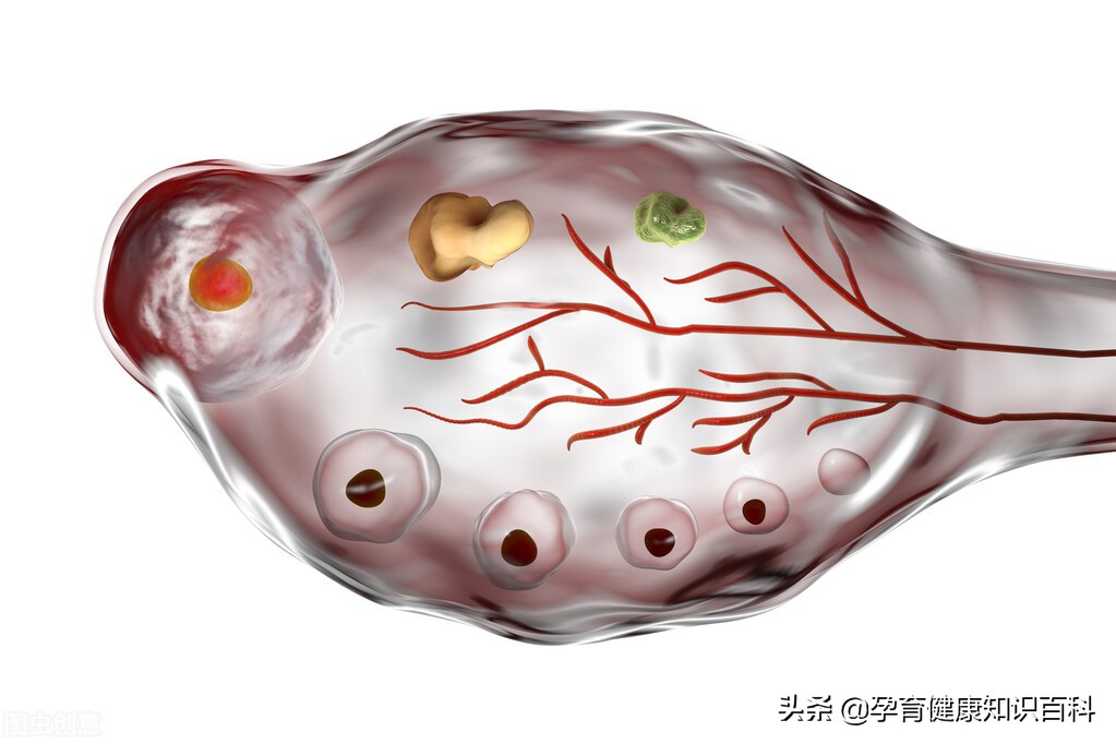 卵泡不知道排了还是没有排,卵泡也正常怎么就怀不上孕呢