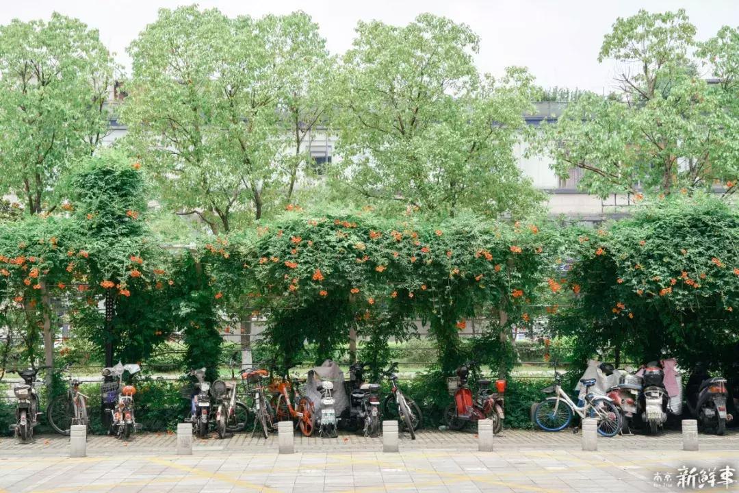 中华中学高中,中华中学