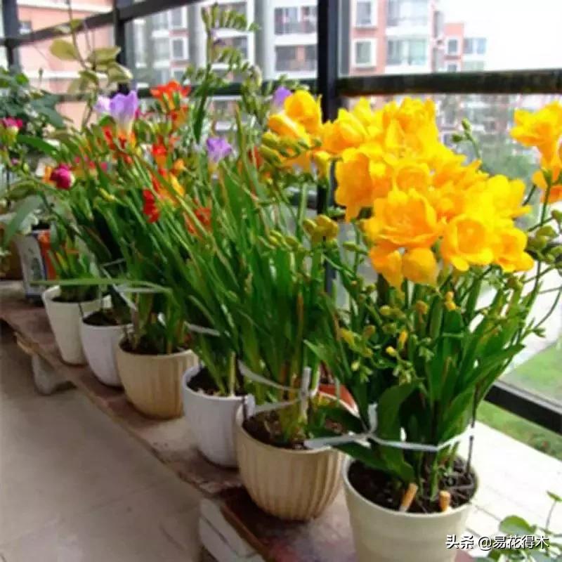 小苍兰前期花苞什么颜色,香雪兰的小苍兰怎么养