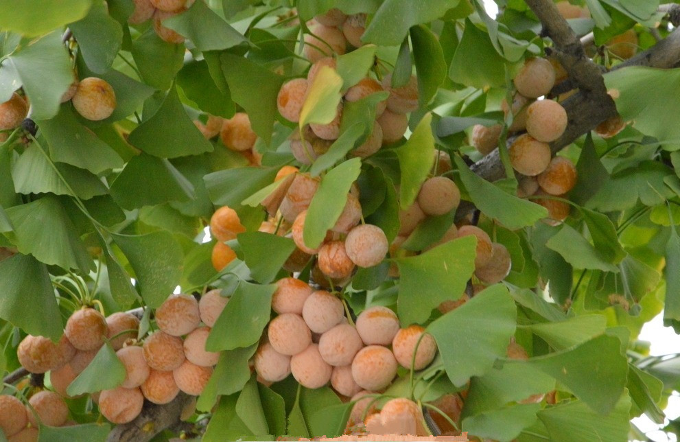 银杏果可以种植为什么银杏濒危,满大街的银杏树到底濒危在哪里