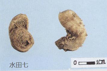 教你怎样辨别真假三七粉,网上买到的假三七粉怎么辨别