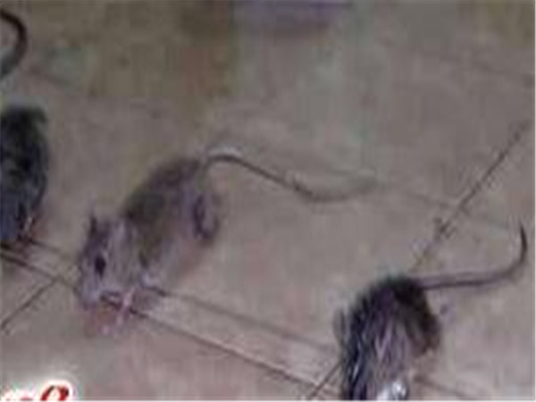 消灭老鼠最有效方法怎么灭大老鼠,家里灭老鼠的最佳方法