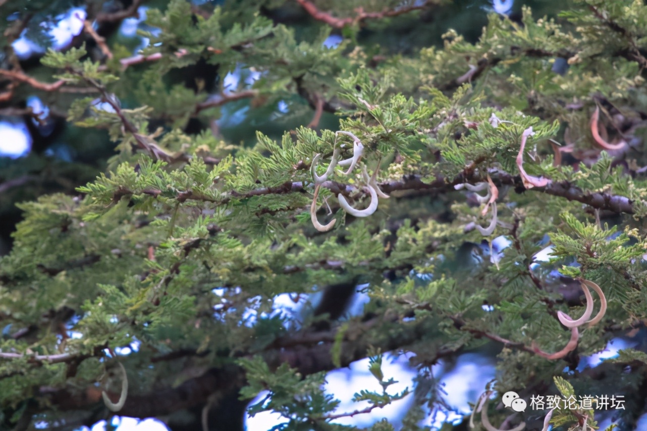被称为“非洲最强挖掘机”的它，挖洞速度比6个人还快
