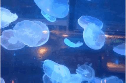 中原锦艺城购物中心布局,郑州中原锦艺城购物中心表演