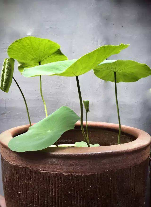 用大水缸种莲藕要几月份种植,水缸种莲藕注意事项