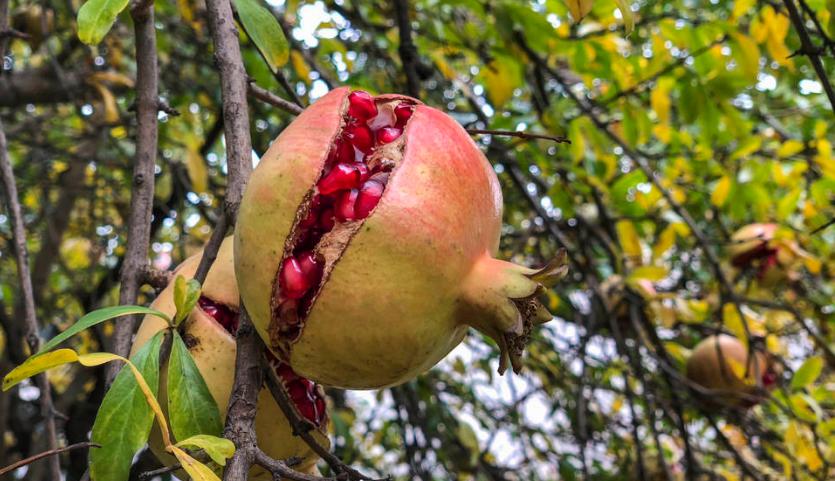 石榴开花结果晚原因,石榴结果酸涩怎么办