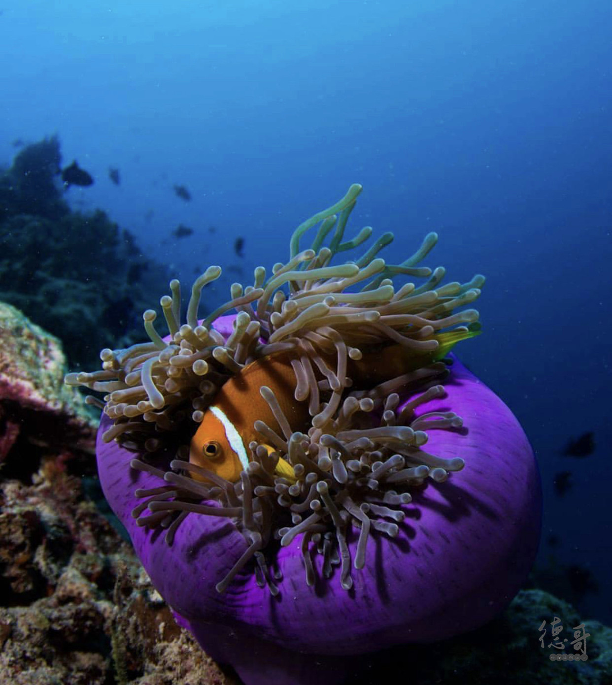马尔代夫拖尾沙滩推荐,马尔代夫哪些岛带拖尾沙滩