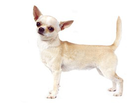 聪明的小宠物狗都有哪些品种,哪种宠物狗最聪明听话又好养