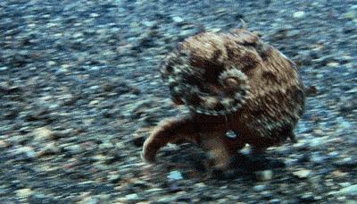 科学家在深海中发现未知的章鱼,木卫二存在巨型章鱼吗