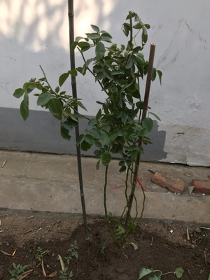 冬季栽种藤本月季怎样养护,藤本月季地栽可以不养护吗