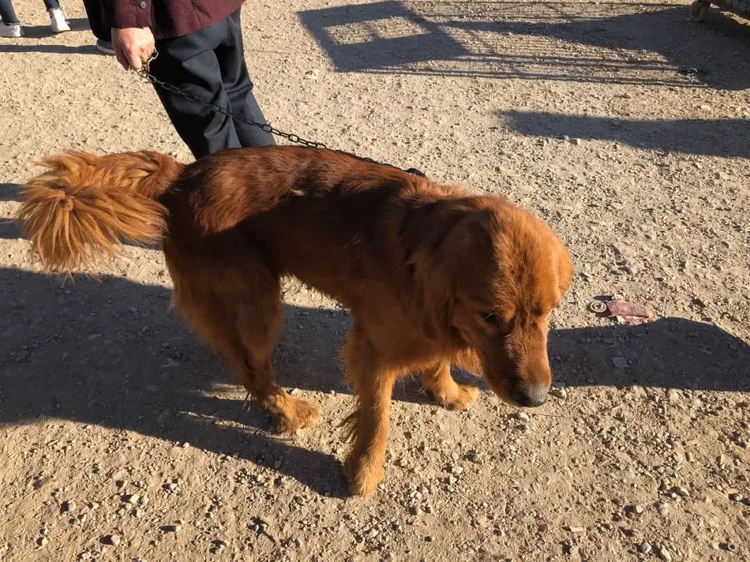 最新狗市金毛售卖,狗市买金毛狗50元