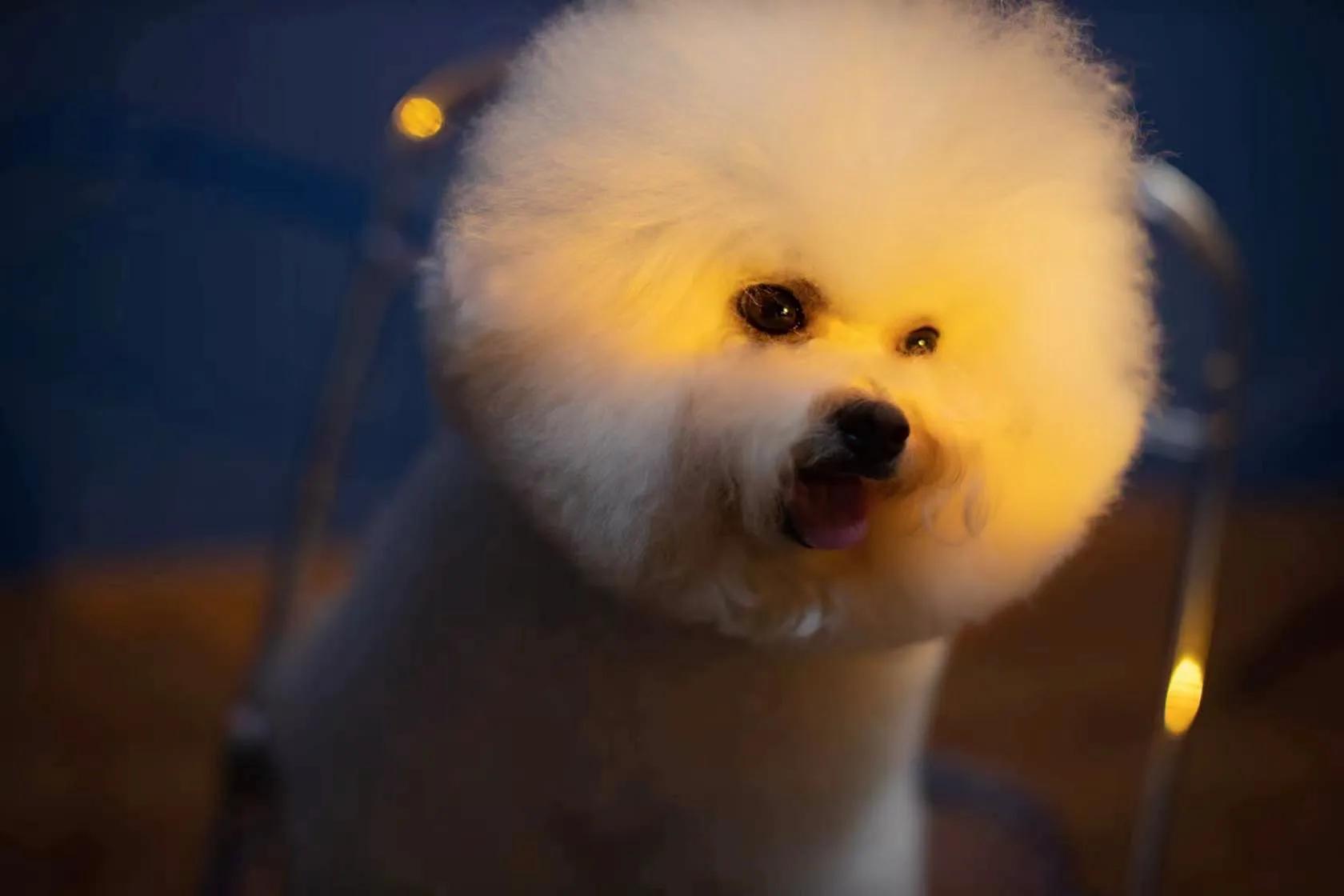 在犬舍一只精品比熊多少钱,比熊犬舍繁殖出售重庆