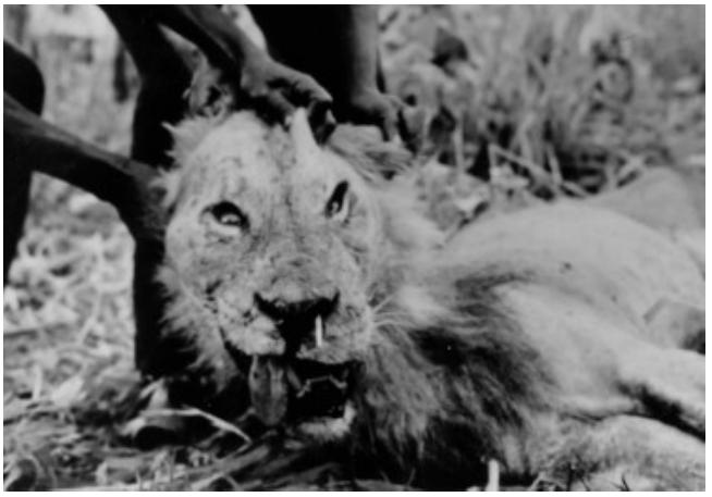 狮子VS豪猪，从非洲殖民时代说起，食人狮与豪猪也脱不开关系