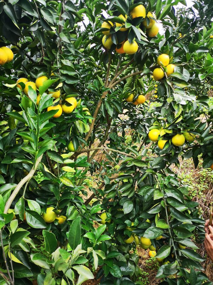 海南琼中橙多少钱一斤,海南琼中橙橙农场