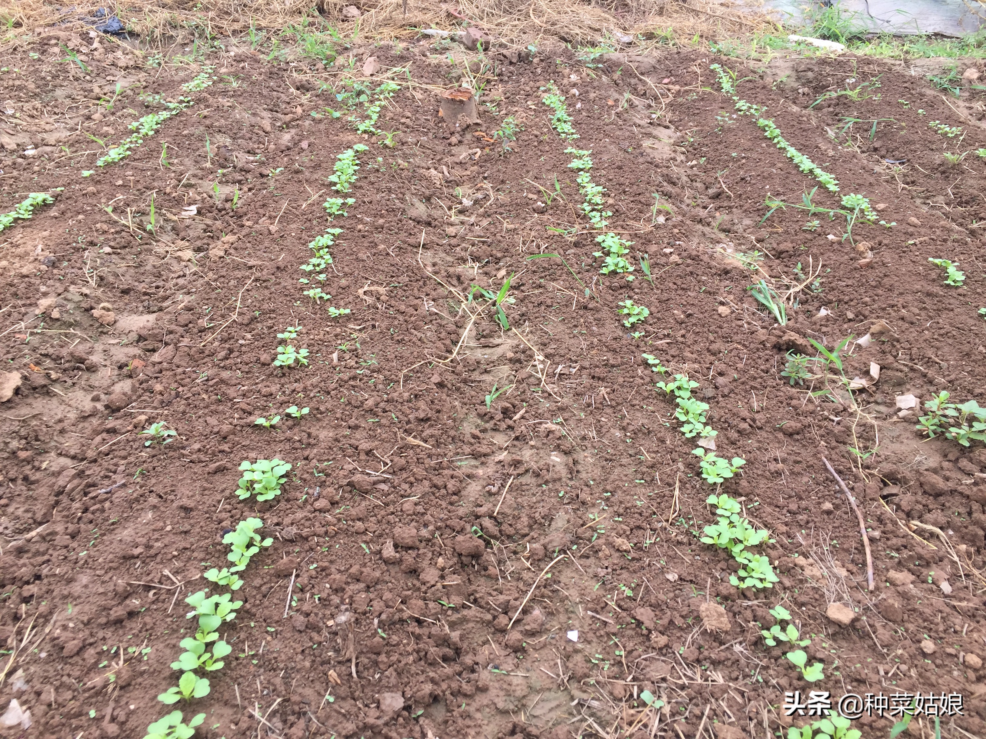 种菜地下害虫用什么药,种菜有虫怎么消灭最快
