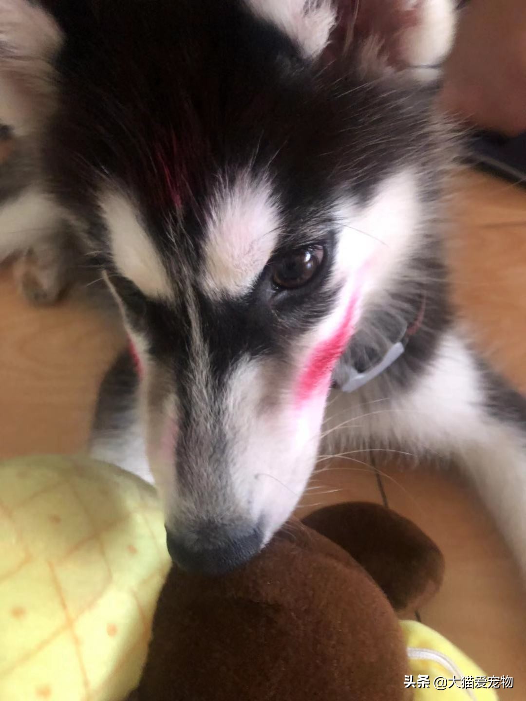 哈士奇冷门小知识,哈士奇知识大全