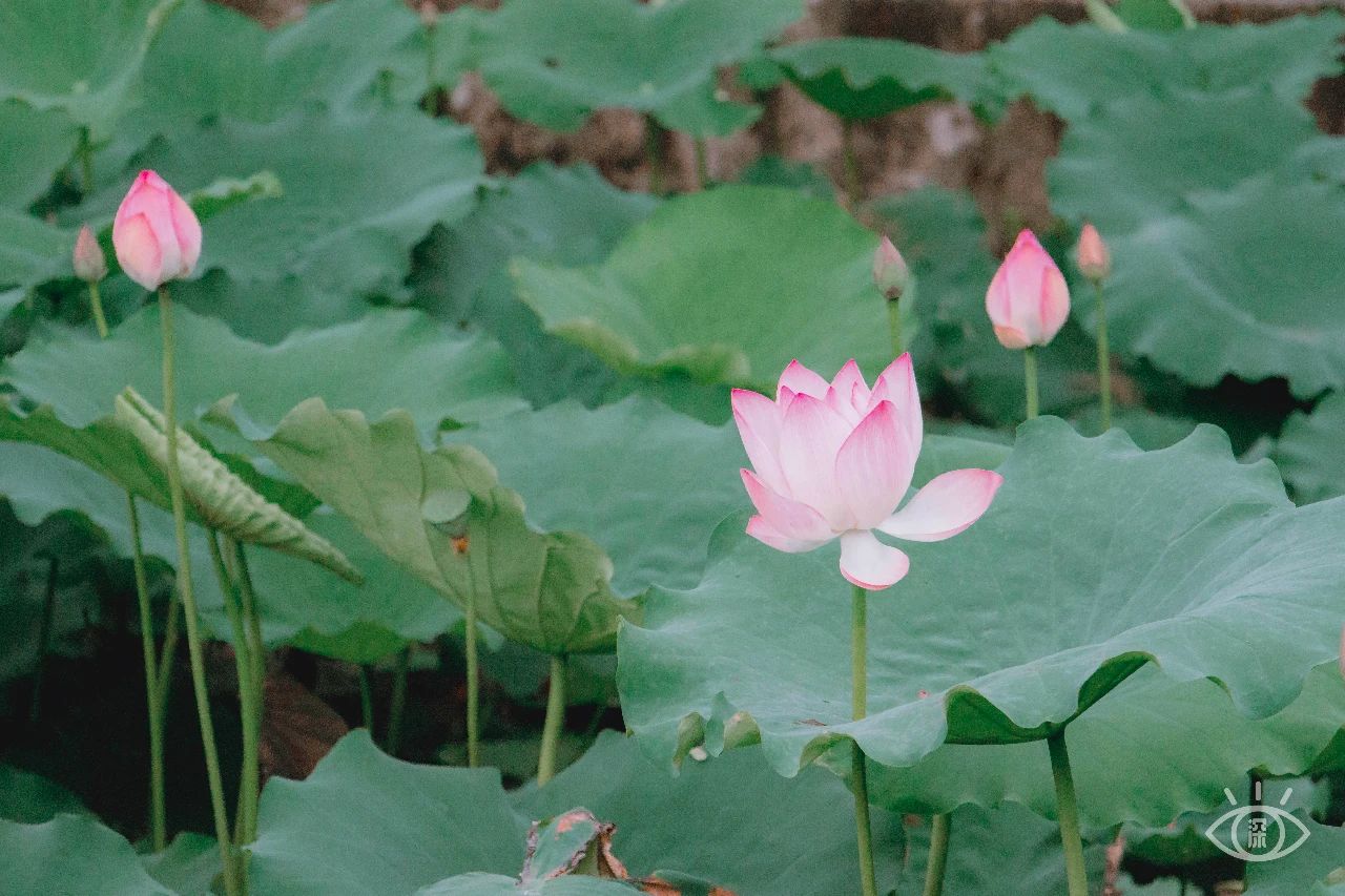 深圳洪湖公园7月18号还有荷花吗,深圳洪湖公园现在有荷花开吗