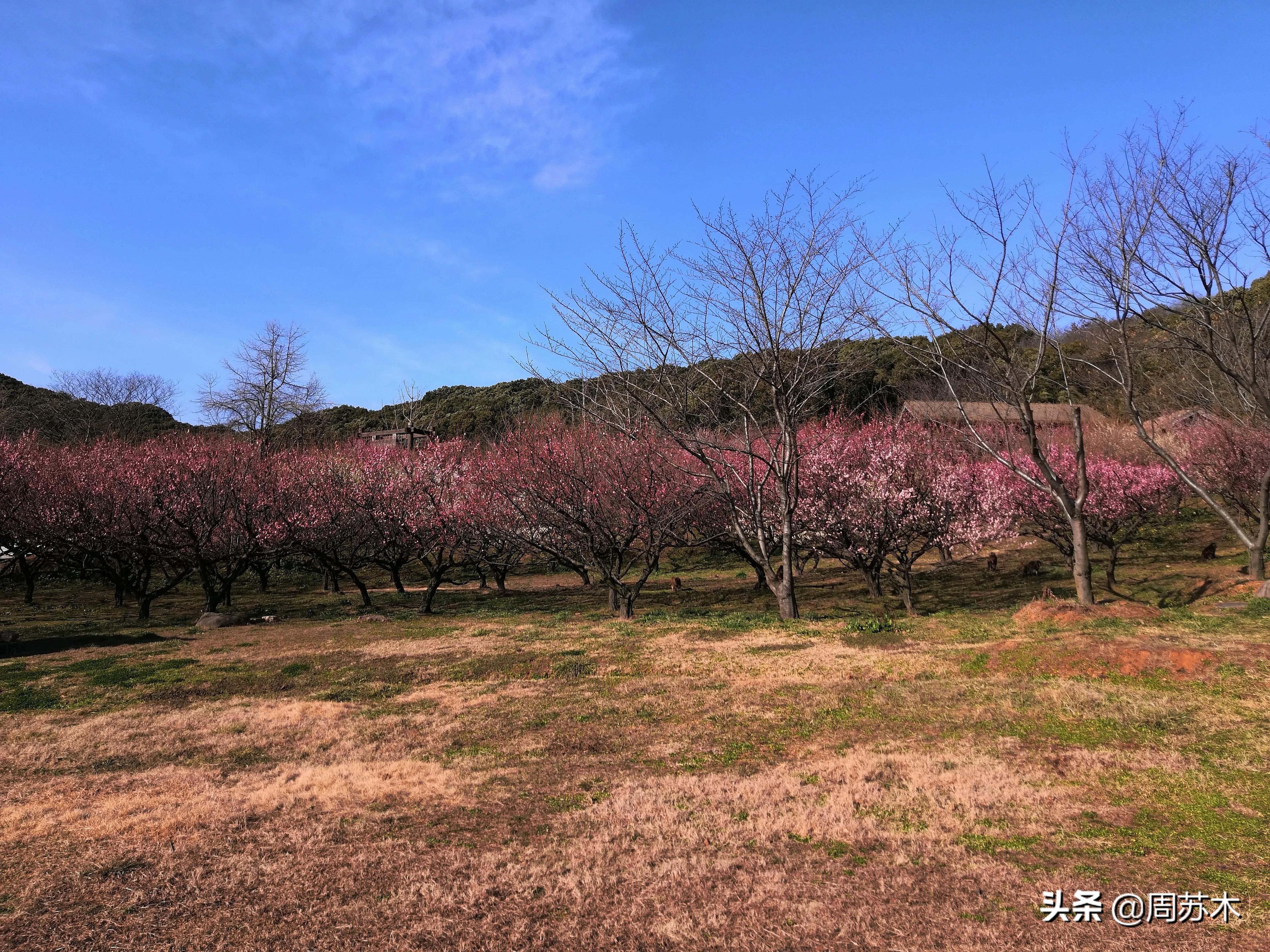 赏梅胜地图片,苏州香雪村赏梅最佳时间