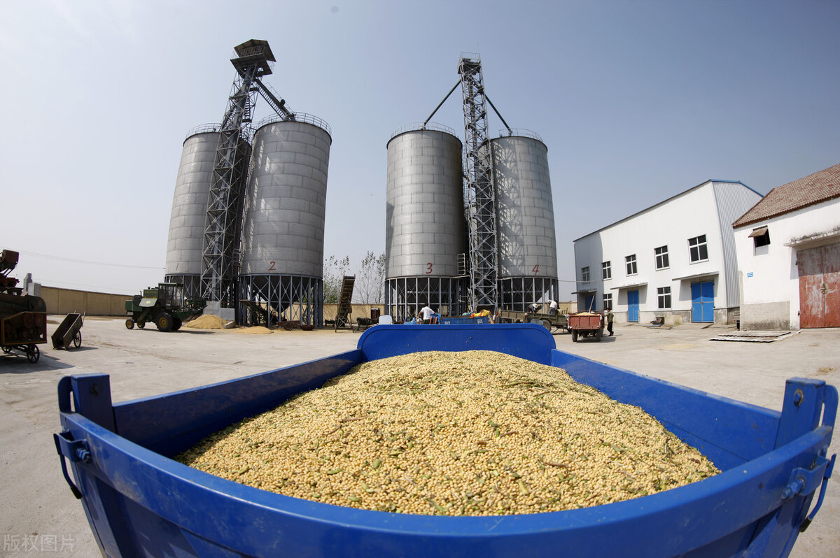 今日富锦市象屿大豆最新价格,绥化象屿今天收购大豆价格表