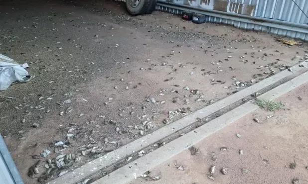 澳大利亚鼠灾事件视频,澳大利亚鼠害事件