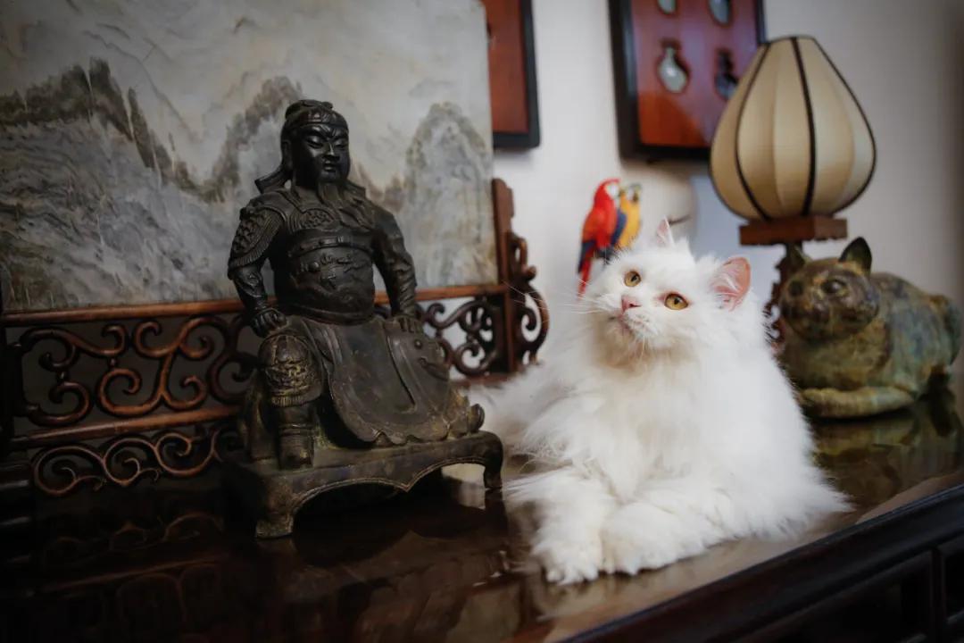 跟本喵同星座的两脚兽一定很“仙儿”