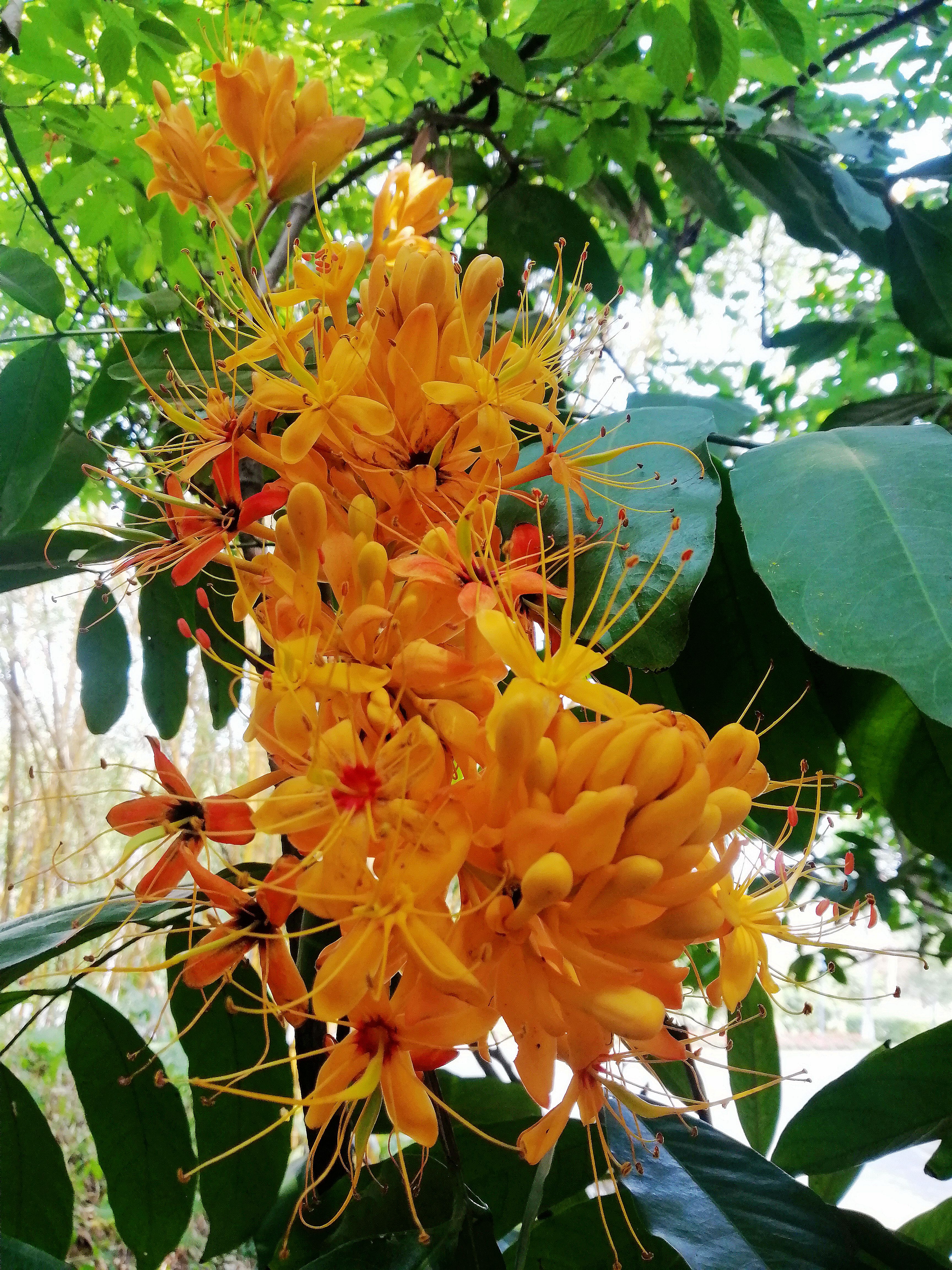 中国无忧花图片,中国无忧花树