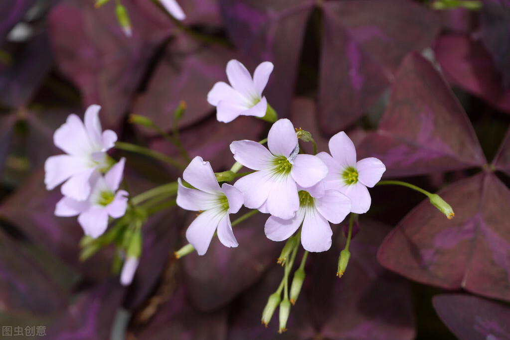 100种常见园林图鉴,列举20类不同的园林花卉