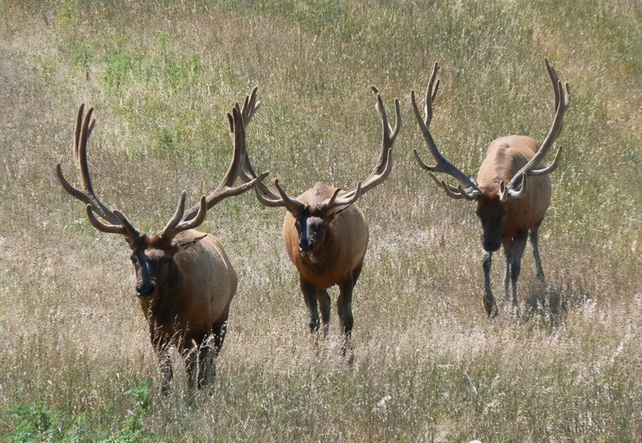 鹿角会自然脱落为什么还要割鹿角,你知道为啥只割鹿茸不捡鹿角