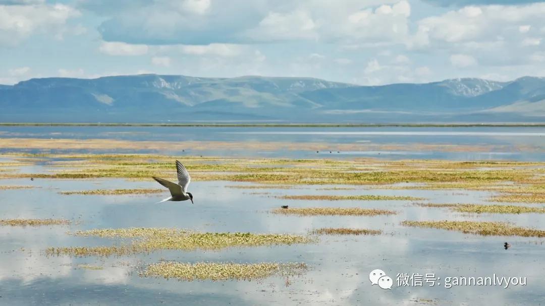 甘南旅游攻略超详细,甘肃甘南不自驾游3天攻略