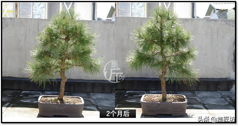 黑松盆景快速成型技术 (怎么让黑松盆景增粗变老不长高)