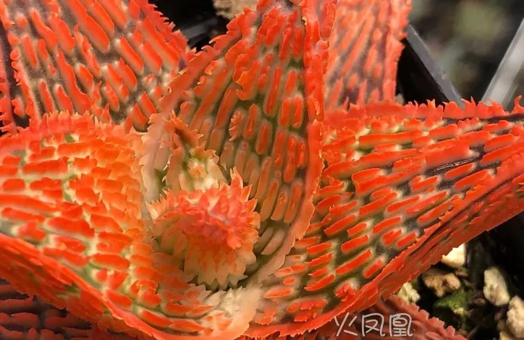 园艺观赏芦荟,园艺芦荟图鉴说明