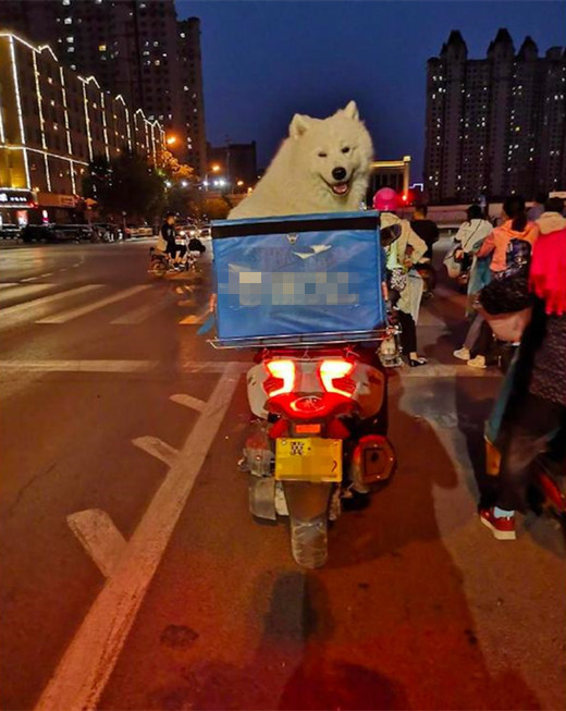 外卖小哥萨摩视频,外卖小哥和萨摩