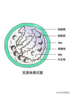 支原体阳性治疗一般多久时间会好,小儿肺炎支原体阳性要住院治疗吗