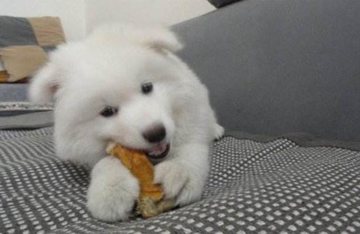 萨摩耶怎么饲养最好,萨摩耶的正确养法