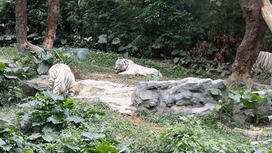 广州长隆动物园最全游玩攻略成人,去广州长隆野生动物园玩真实视频