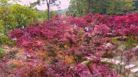 走,去太和!帽峰山下赏红叶、逛农庄、吃烧鸡、住民宿……