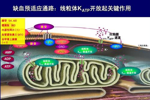 缺血预适应训练原理,缺血预适应训练方法和作用