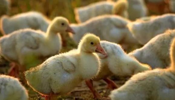 雏鹅啄羽是怎么回事,小鹅相互啄毛有什么解决的办法吗