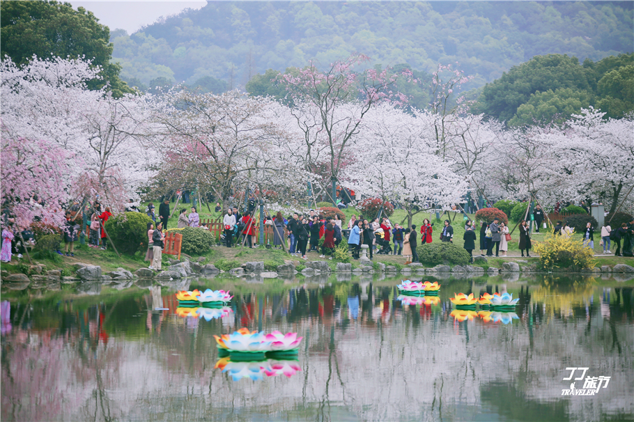 武汉东湖樱花园是世界几大樱花园,世界三大樱花园
