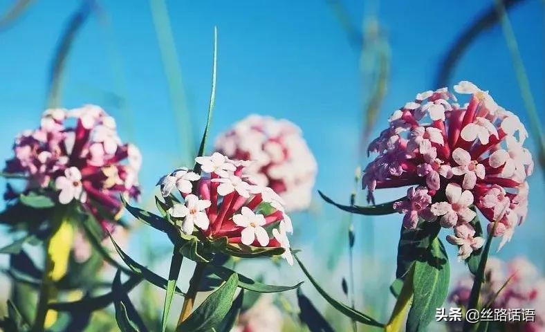 春暖花开等你来赏花,春暖花开等你来赏花原唱视频